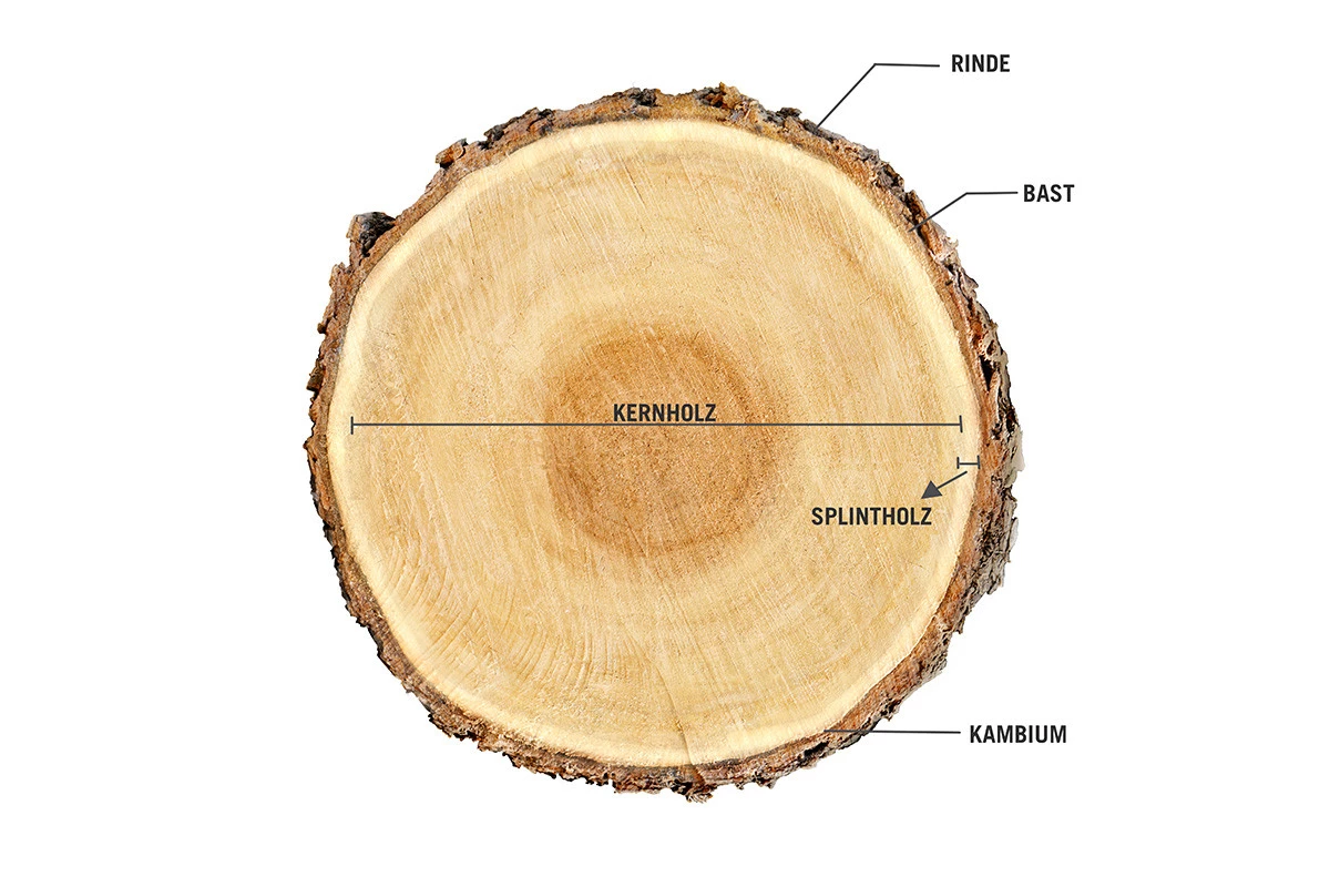 Doorsnede boom_DE_1200x800